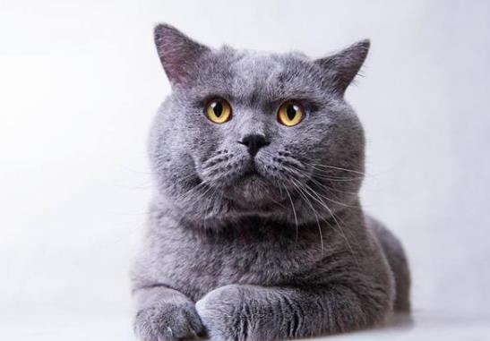 猫咪多大才算成年猫？如何预防猫咪有应激反应？