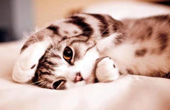 猫咪多大才算成年猫？如何预防猫咪有应激反应？