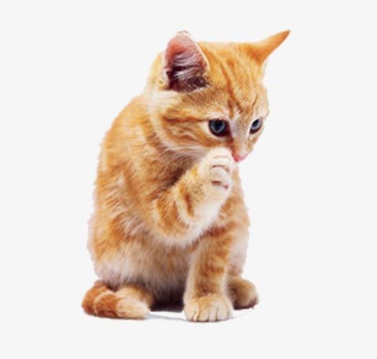 成年猫咪需要喂多少猫粮？猫咪到了新环境应激怎么办？