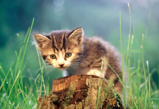 给成年猫咪吃猫粮要泡软吗？猫咪应激多久才能缓过来？