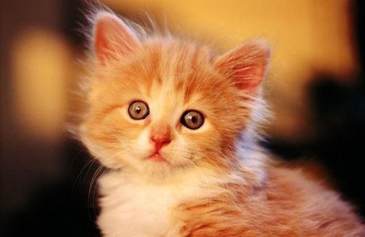 成年猫咪需要喂多少猫粮？猫咪到了新环境应激怎么办？