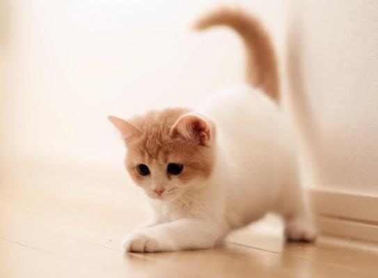 猫咪几个月洗一次澡最好？怎么分辨猫是耳螨还是耳朵脏？