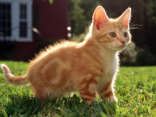 猫咪几个月洗一次澡最好？怎么分辨猫是耳螨还是耳朵脏？