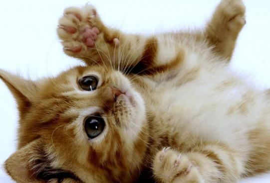 猫咪几个月洗一次澡最好？怎么分辨猫是耳螨还是耳朵脏？