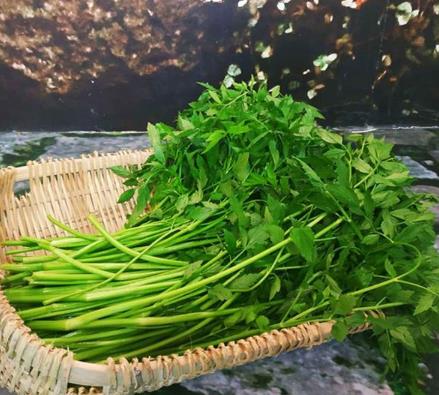 水芹菜不焯水可以直接拌着吃吗？水芹菜焯水后变黑了还能吃吗？