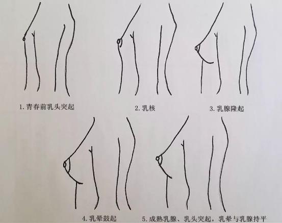 不同身高女性标准三围数值表 初中女生乳房有多大？