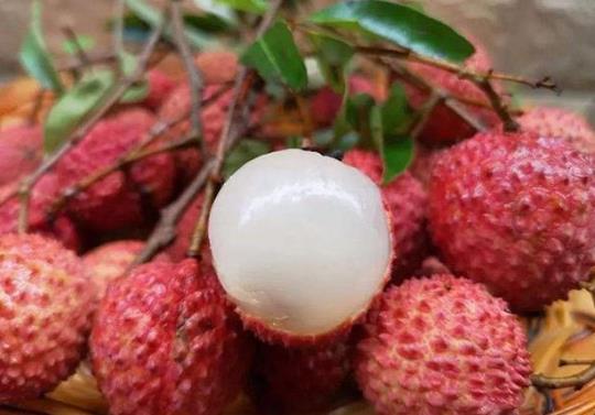 泡荔枝酒可以用塑料瓶泡吗？泡荔枝酒需要放冰箱冷藏吗？