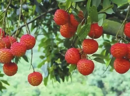荔枝水多是坏了吗？荔枝水多是不新鲜吗？