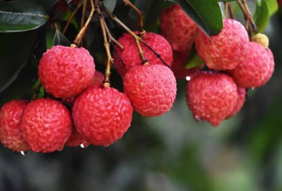 荔枝冷冻后怎么吃？荔枝冷冻可以保存几个月？