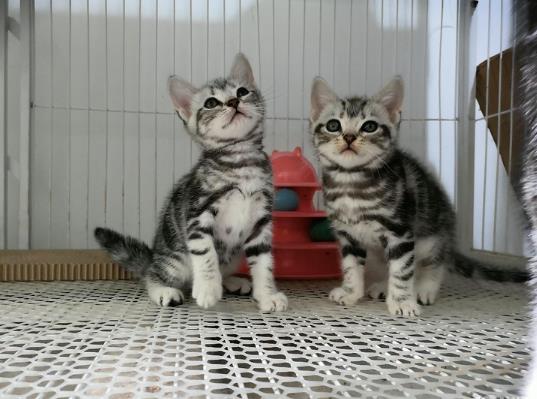 怎么判断猫咪有没有心脏病？美短心脏病很多吗？