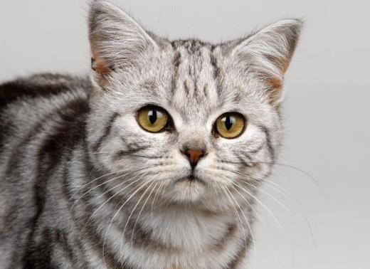 被猫咬了72小时内打针可以吗？被猫抓伤出血要打狂犬疫苗吗？