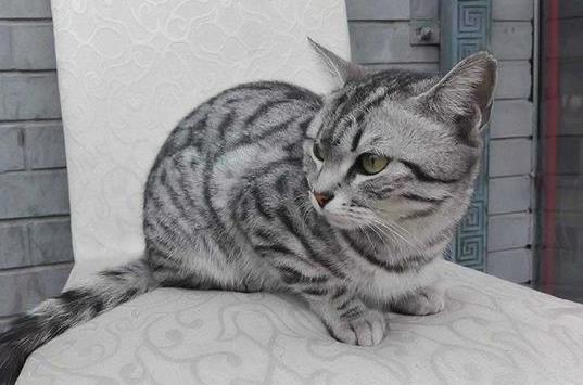 被猫咬了72小时内打针可以吗？被猫抓伤出血要打狂犬疫苗吗？
