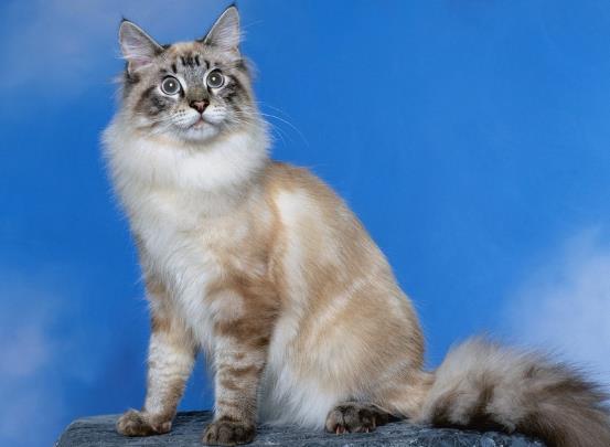 被猫咬了72小时内打针可以吗？被猫抓伤出血要打狂犬疫苗吗？