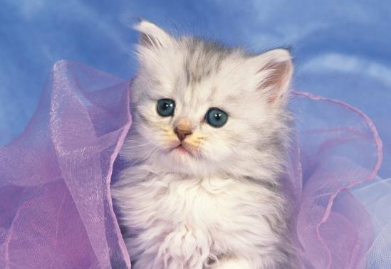 猫咪出生后多久会走？猫咪太瘦怎么能让它胖点？