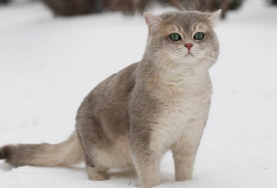 猫咪驱虫药应该涂在哪个位置？猫咪打了驱虫药猫咪会有啥反应？