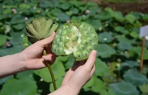 糖尿病患者可以吃莲子吗？吃莲子有哪些好处？