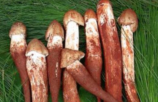 吃鸡枞菌会上火吗？鸡枞菌是荔枝菌吗？