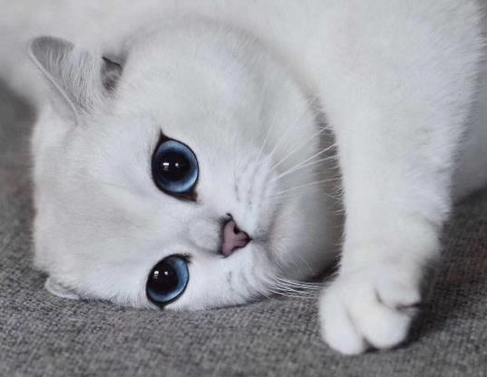 猫毛过敏的人会对狗毛过敏吗？猫毛过敏怎么撸猫？