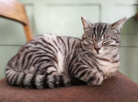 哮喘的人猫毛过敏怎么快速缓解？猫毛过敏使用脱敏治疗管用吗？