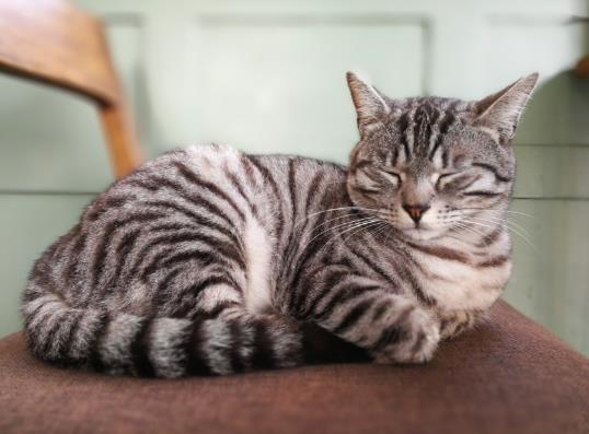 猫毛过敏的人会对狗毛过敏吗？猫毛过敏怎么撸猫？
