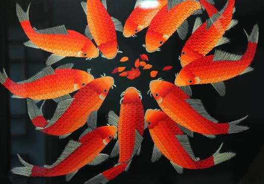 养锦鲤要注意什么？锦鲤可以用鱼缸养吗？
