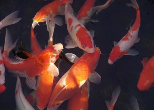 养锦鲤要注意什么？锦鲤可以用鱼缸养吗？