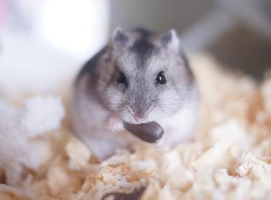 仓鼠便便怎样才正常？仓鼠多久喂食一次？