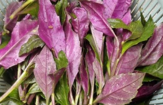 红凤菜可以凉拌吗 红凤菜和红苋菜是一个菜吗