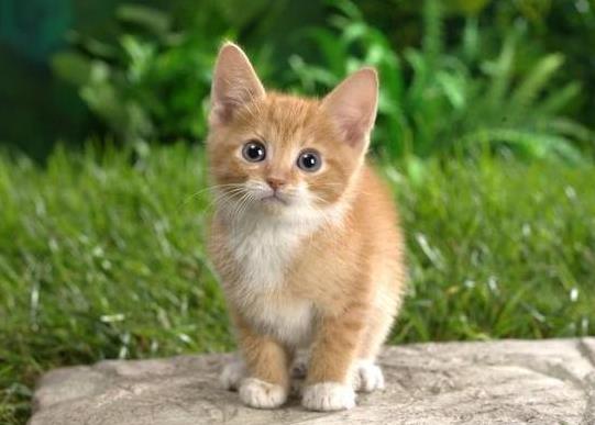 猫咪可以吃有益生菌的酸奶吗？猫咪的跳蚤从哪里来的？