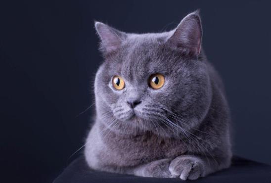 猫咪可以吃有益生菌的酸奶吗？猫咪的跳蚤从哪里来的？