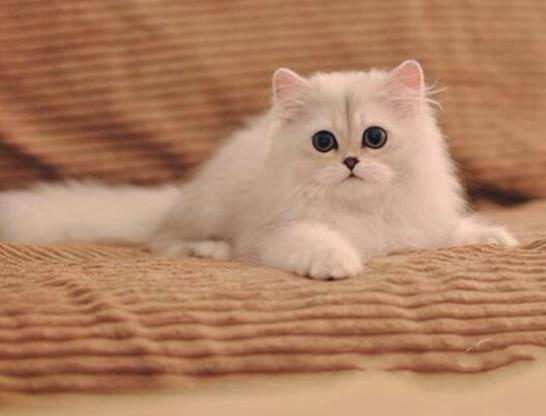 猫咪不喂化毛膏可以吗？幼猫肚子怎么才是正常的？