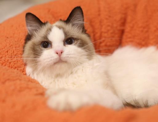 猫咪可以吃有益生菌的酸奶吗？猫咪的跳蚤从哪里来的？