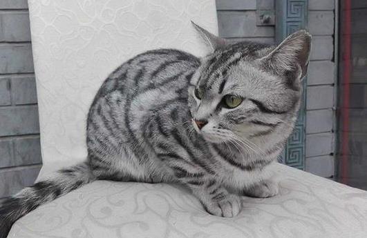 猫咪不喂化毛膏可以吗？幼猫肚子怎么才是正常的？