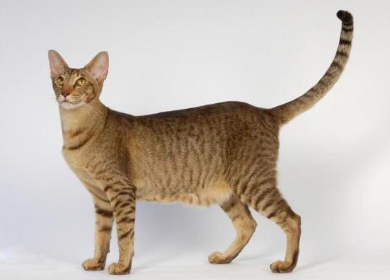 猫咪流眼泪是委屈吗？猫咪专用火腿肠对猫有害吗？