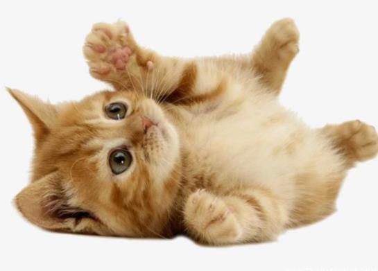 猫咪一直不吃不喝是什么导致的？猫咪吃香蕉会怎么样？