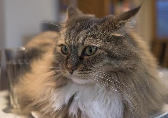 猫咪流眼泪是委屈吗？猫咪专用火腿肠对猫有害吗？