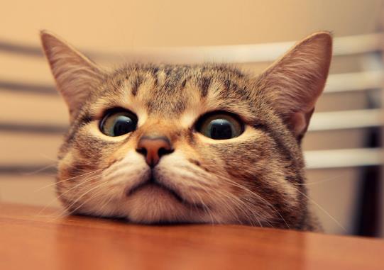 猫咪一直不吃不喝是什么导致的？猫咪吃香蕉会怎么样？