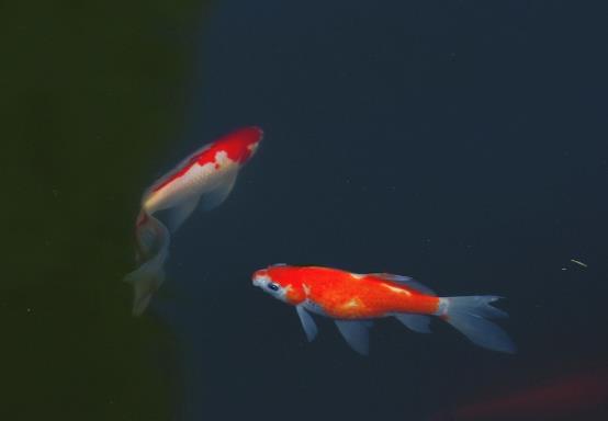 锦鲤鱼不吃食什么原因？锦鲤烂嘴是怎么回事？