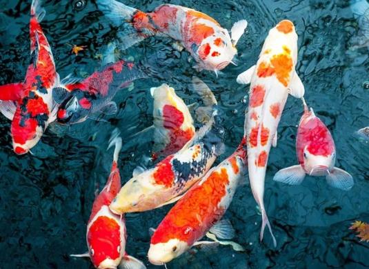 锦鲤加盐加多了可以吗？锦鲤在水里总张嘴是什么原因？