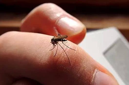 蚊子包是怎么形成的？花蚊子是什么品种？