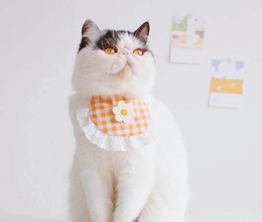 猫咪一天配种几次好？猫咪生孩子的窝有什么要求吗？