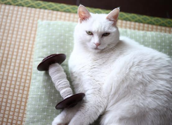 猫咪生小猫的时候要做什么？猫咪一天配十几次会影响身体吗？