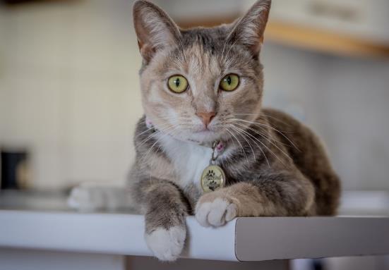 猫咪一天配种几次好？猫咪生孩子的窝有什么要求吗？