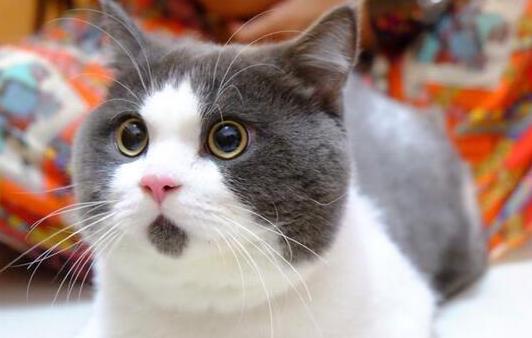 猫咪一天配种几次好？猫咪生孩子的窝有什么要求吗？
