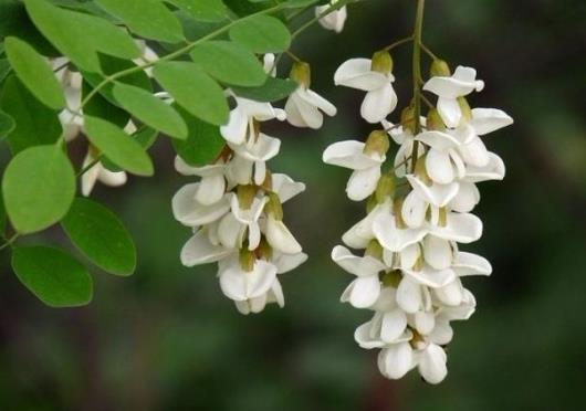 槐花变黄了还能吃吗？新鲜的槐花可以冷冻吗？