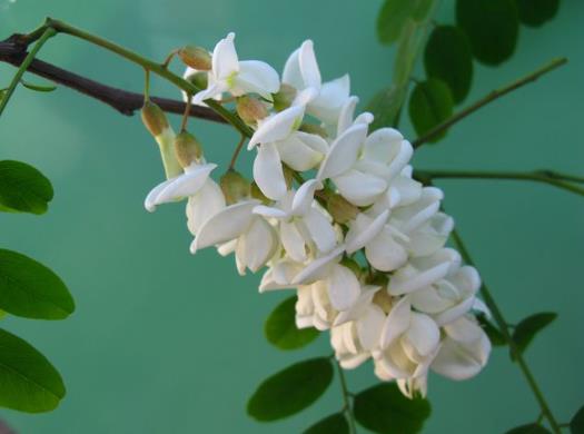 槐花蜜会结晶是真的吗？槐花有什么吃法