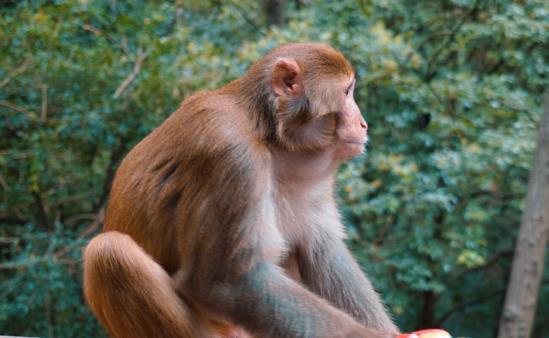 属猴冲太岁2022年化解方法，生肖猴人虎年犯太岁戴什么怎么化解