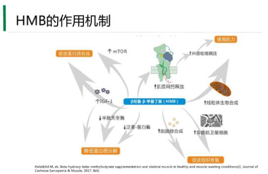 肌肉减少会影响老人头脑灵活性，HMB守护老人肌肉