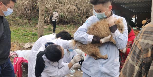 杭州靠谱的虹泰宠物医院为爱宠开辟生命通道