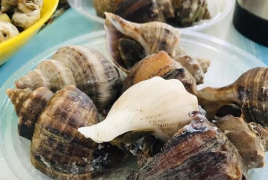 经期可以吃海螺吗？海螺有哪些功效？